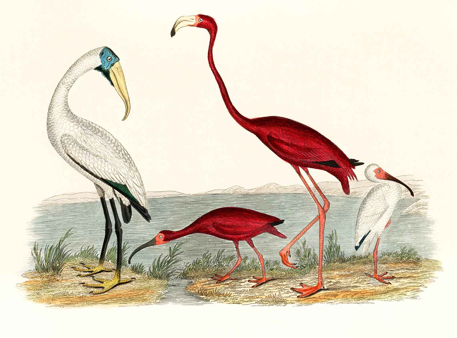 Flamingo birds av Illux