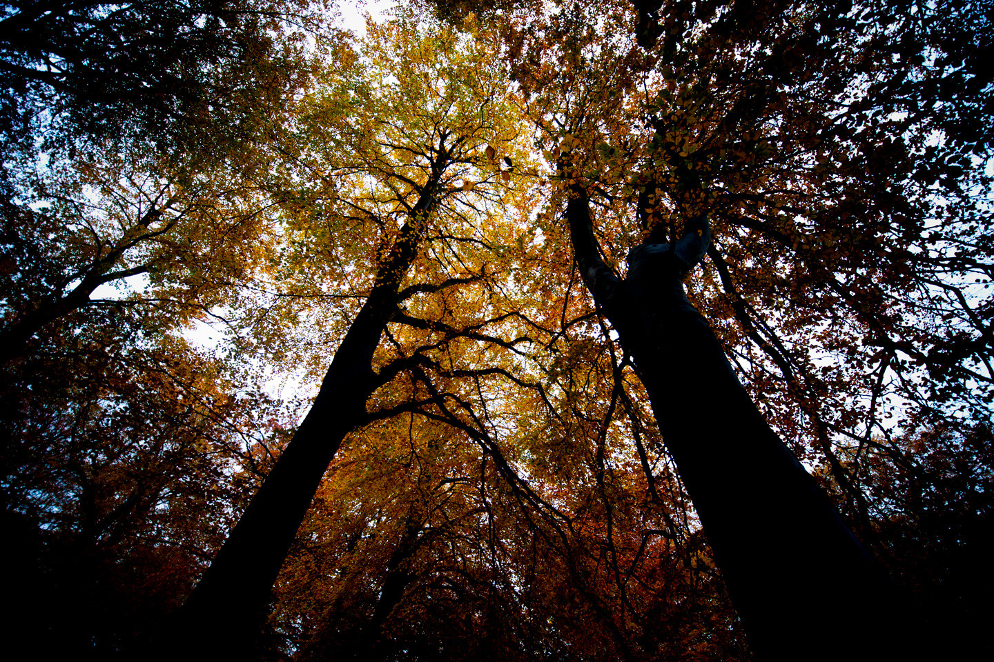 Black trees - Illux.se