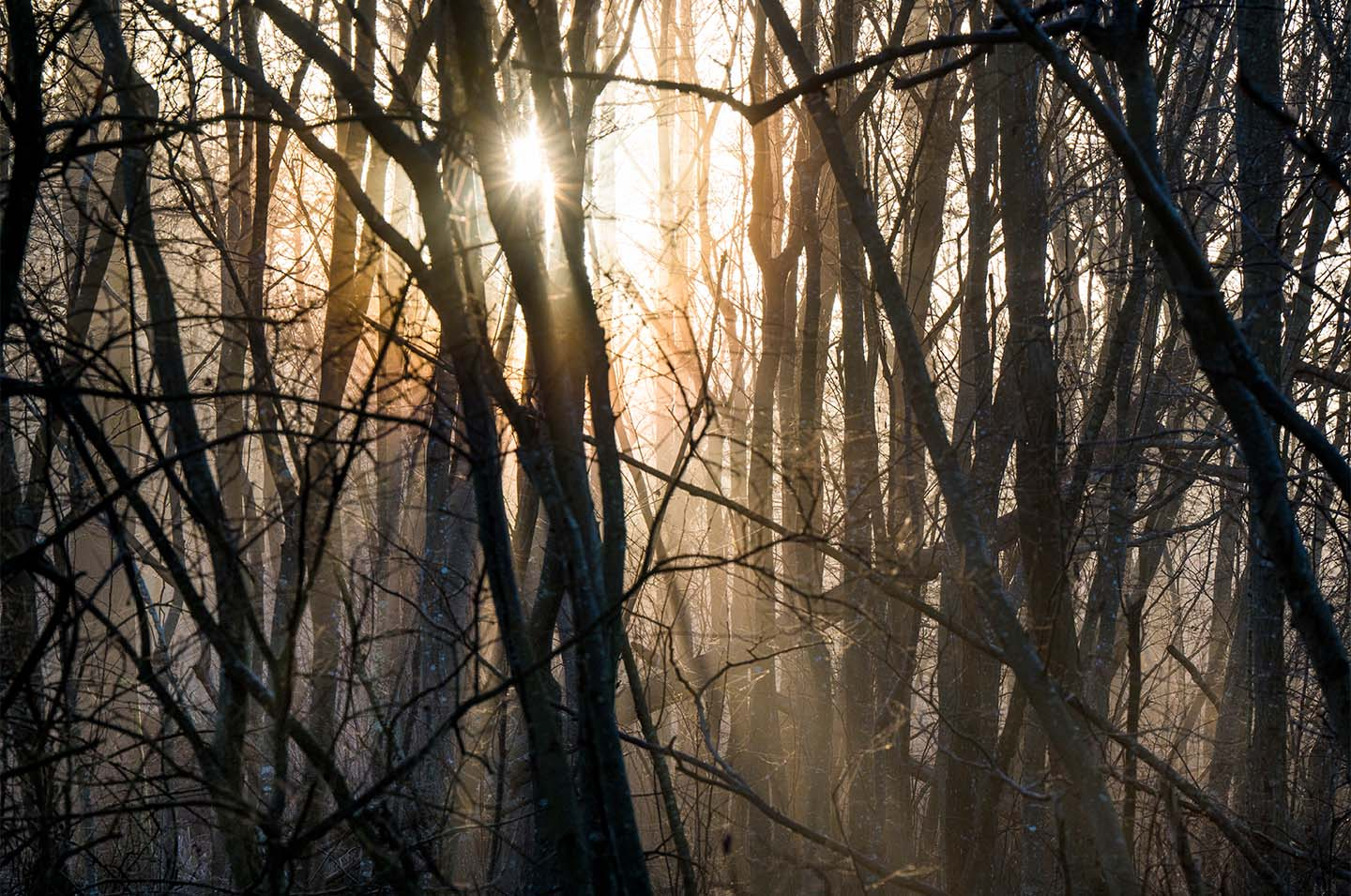 Misty Morningsun av Klint fotografi