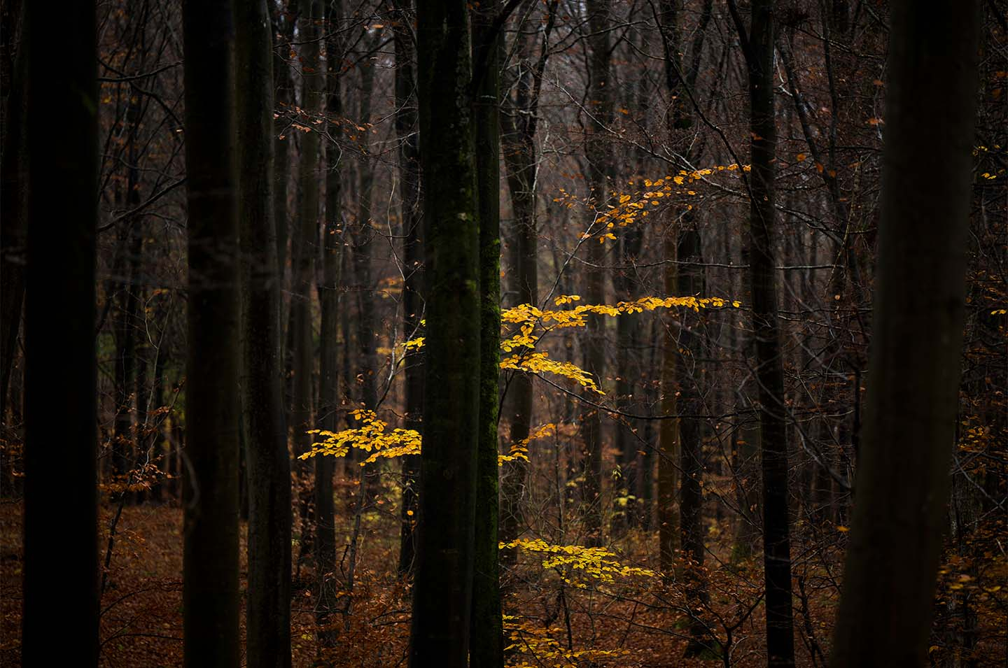 Lost In The Forest av Klint fotografi
