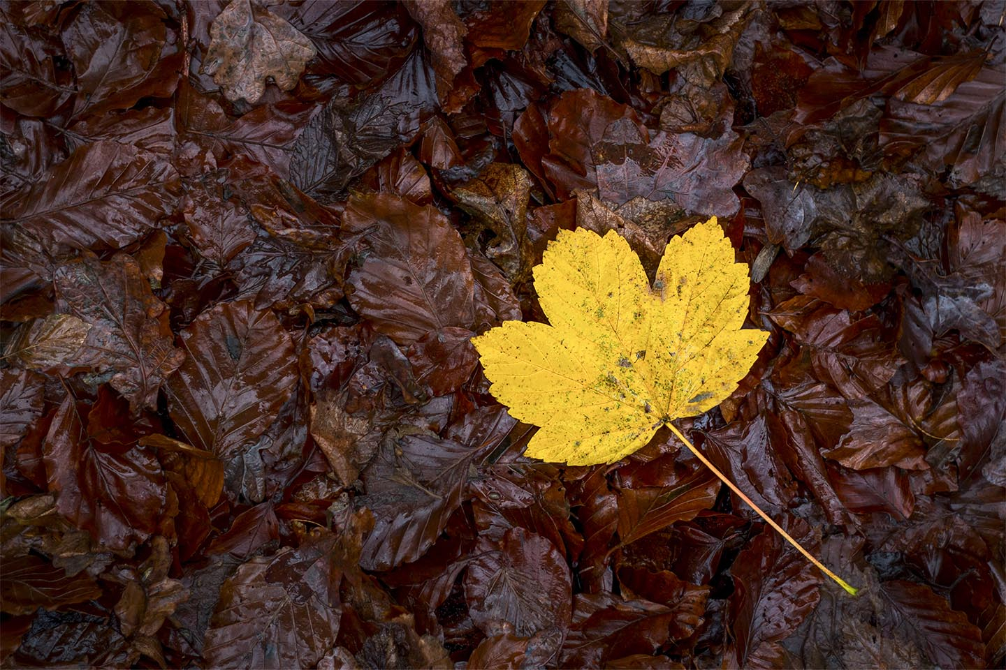 Yellow autumn leaf av Rasmus Gundorff Sæderup