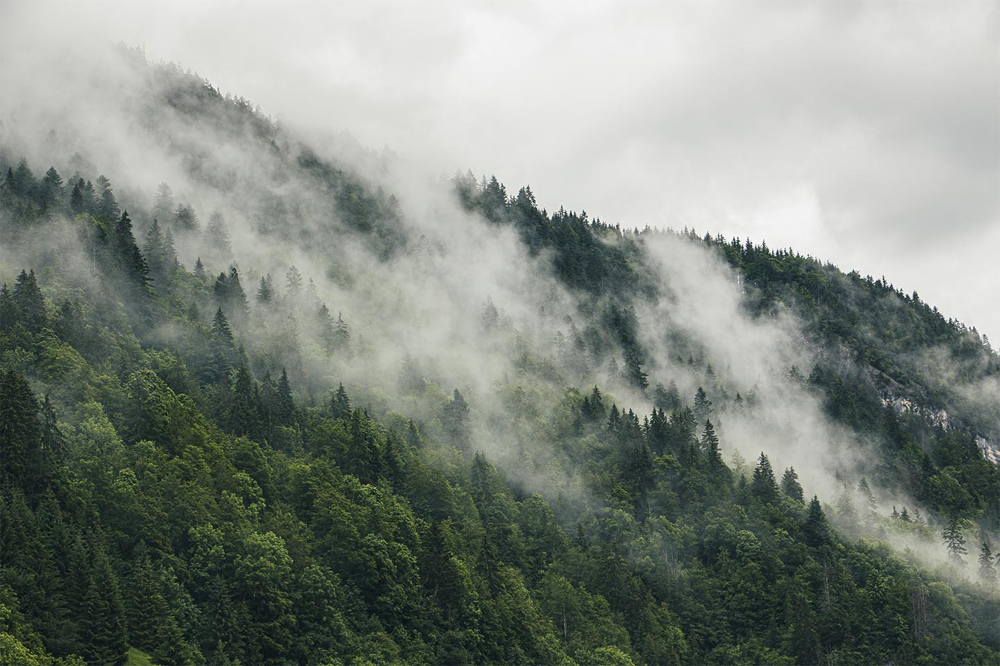 Mysterious forest fog I av Rasmus Gundorff Sæderup