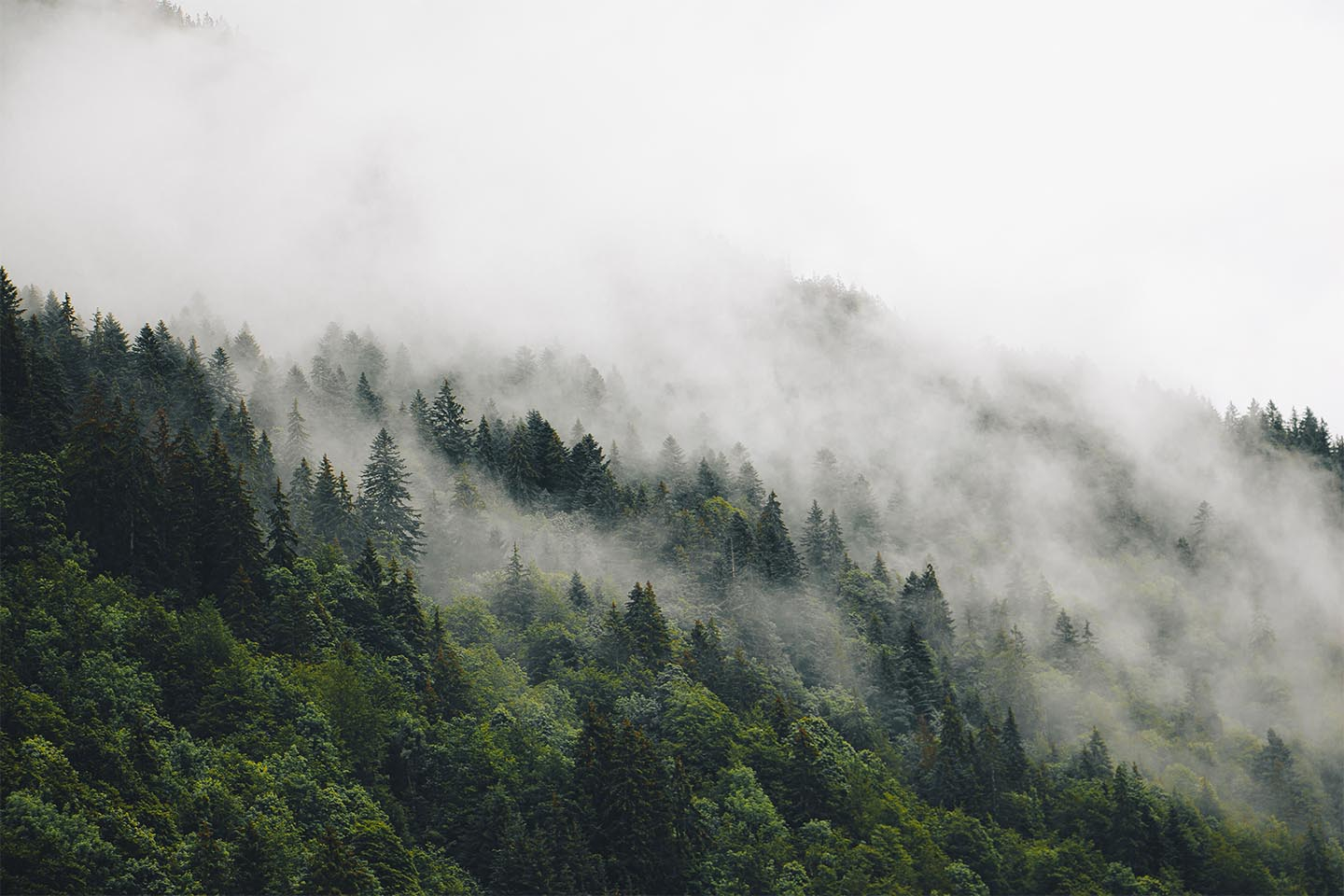 Mysterious forest fog II av Rasmus Gundorff Sæderup