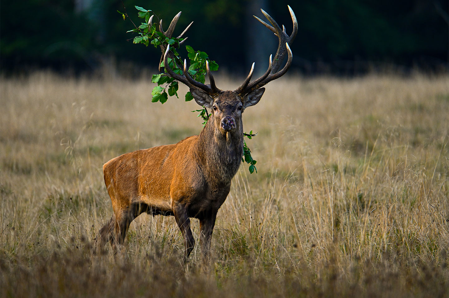 Køb Red deer stag with accessories av Daniel Faisst