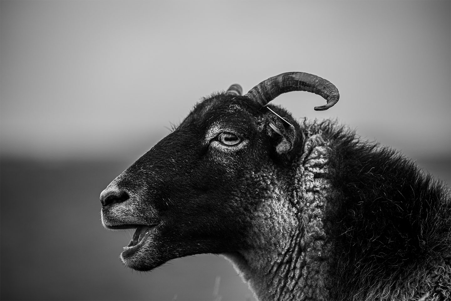 Køb Wild sheep of Norway av Thomas Stubergh