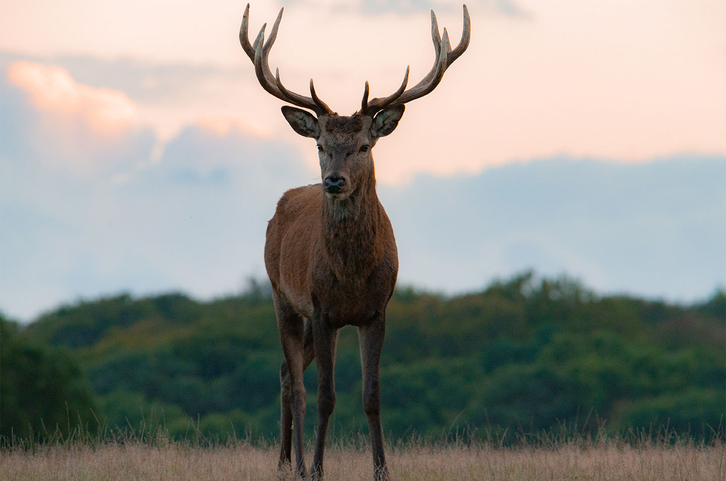 Køb Young red deer stag av Daniel Faisst